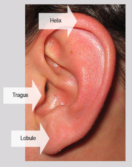 Ear